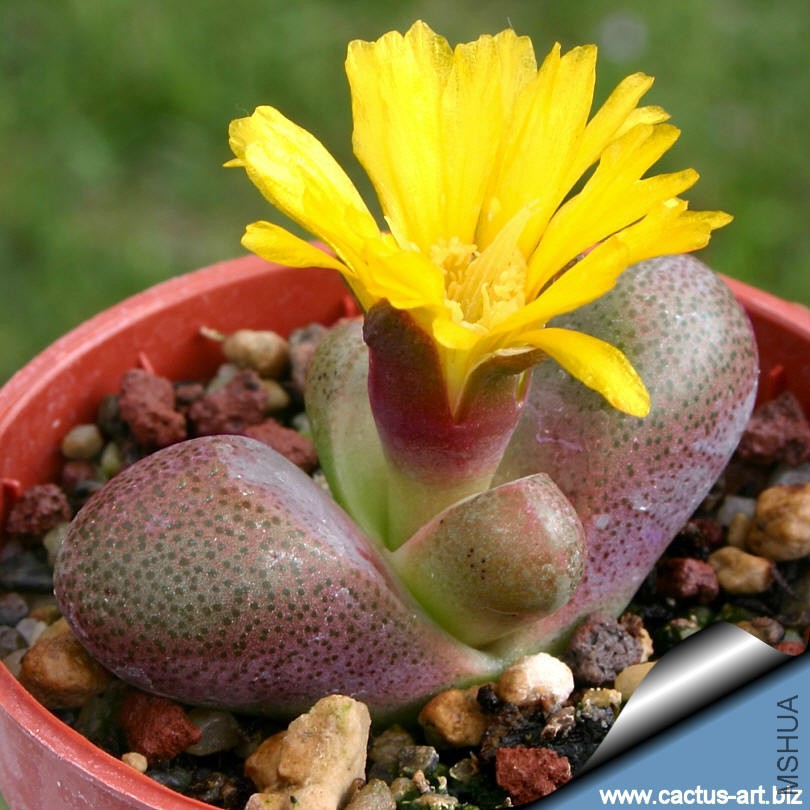 Tanquana_hilmarii_bloom_810.jpg