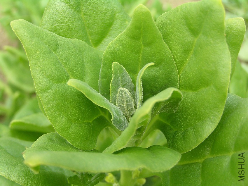 NZ-Spinach.jpg