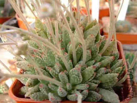 Crassula ausensis v_titanopsis.jpg