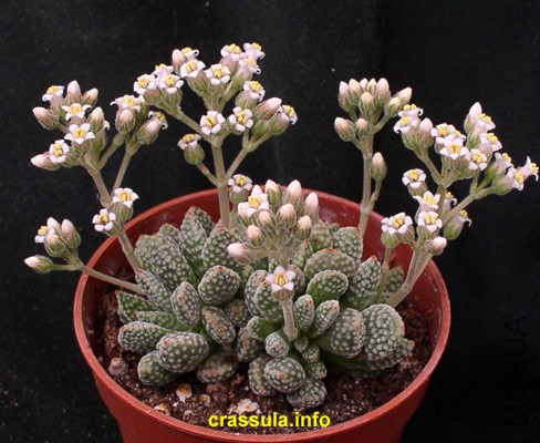 CrassulaAusensisTitanopsis.jpg