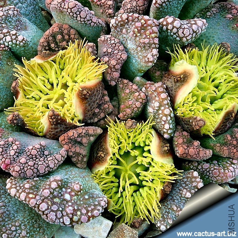 titanopsis_bizarre_810.jpg