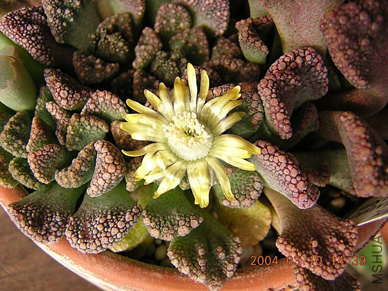 Titanopsis_calcarea.jpg