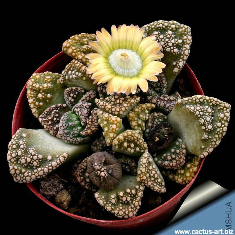 Titanopsis_calcarea_810.jpg