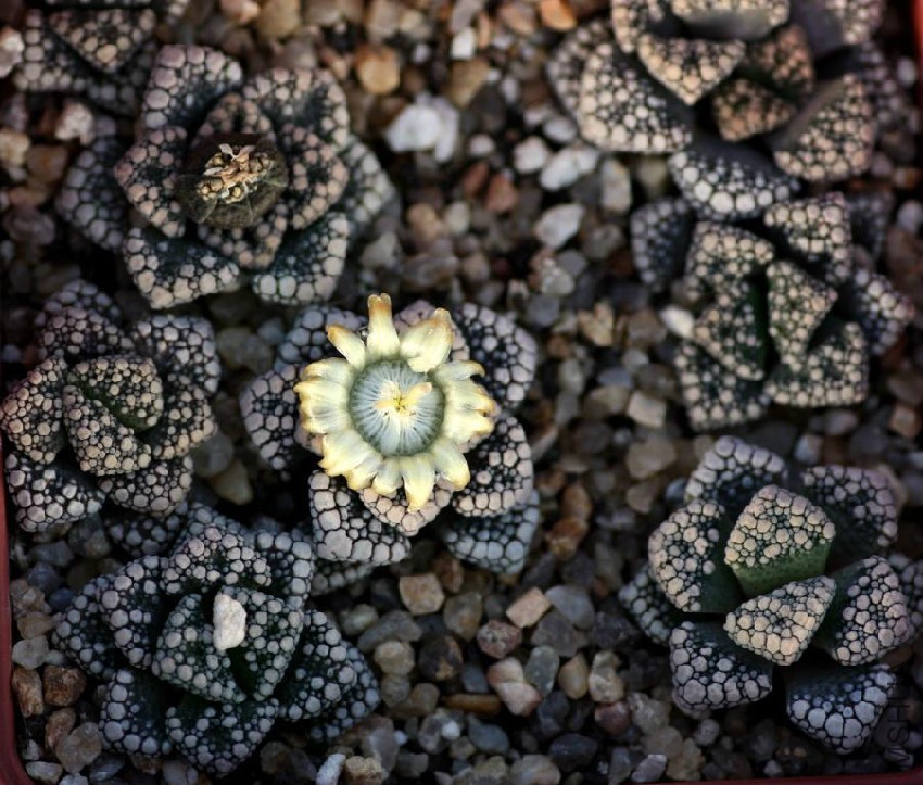 titanopsis_calcarea_20120528_2088879692.jpg