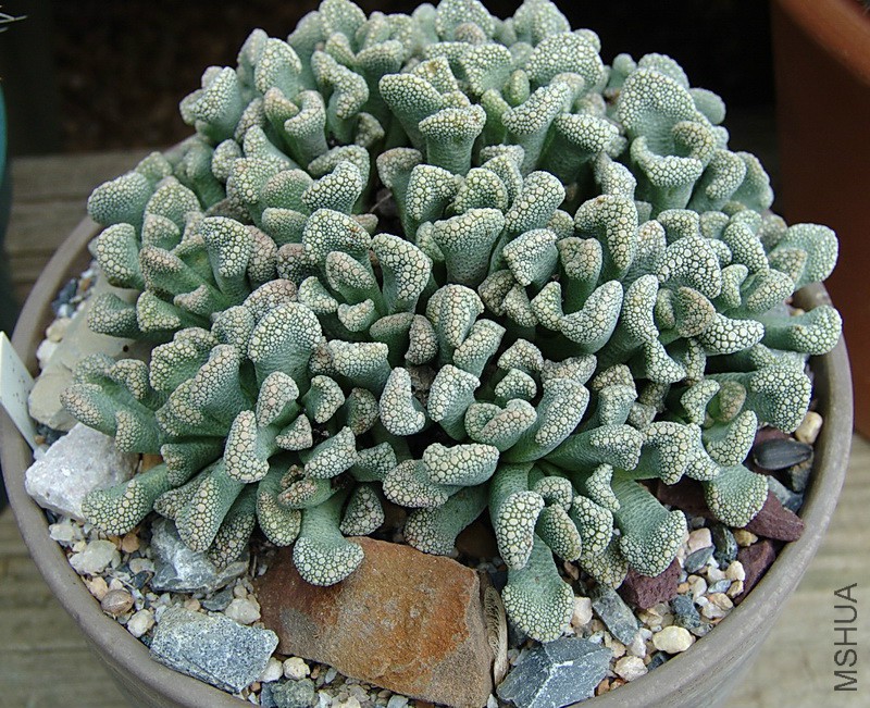 Titanopsis_calcarea_big.jpg