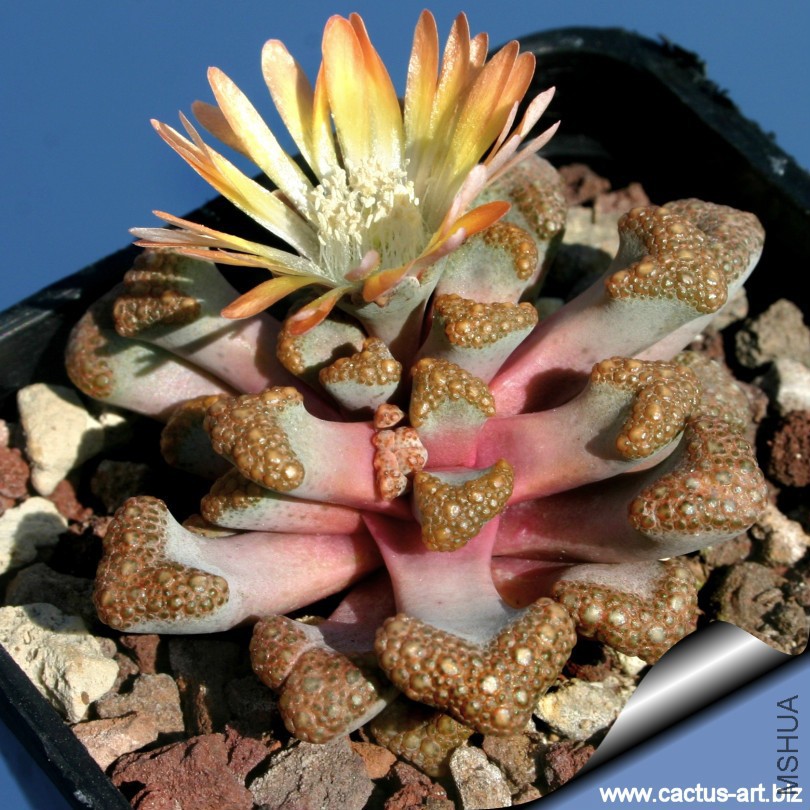 Titanopsis_hugo-schlechteri_810.jpg