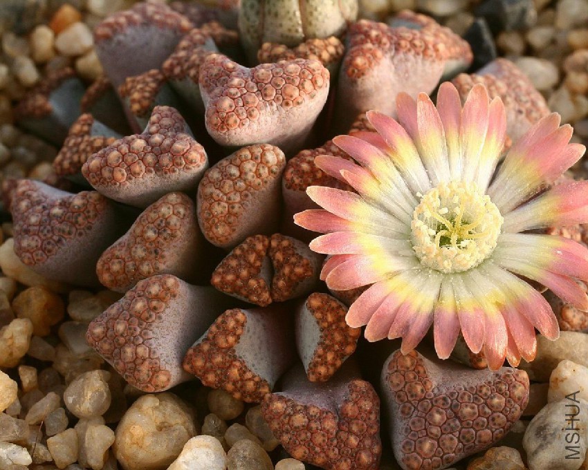 titanopsis_hugo-schlechteri_kliprand-1280x1024.jpg