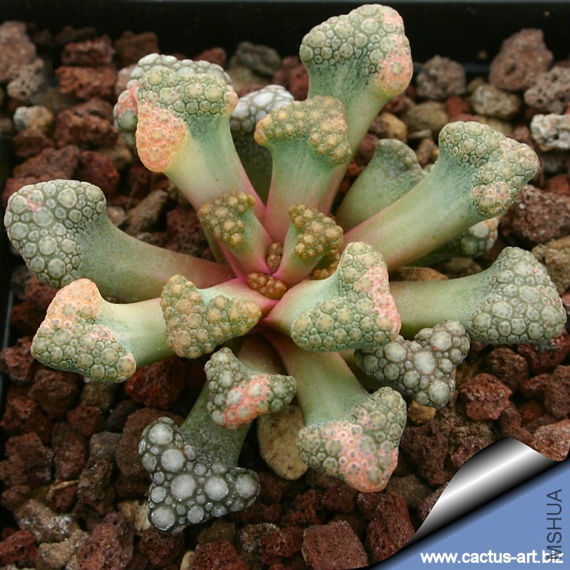 Titanopsis_hugoschlechteri_variegata_810.jpg