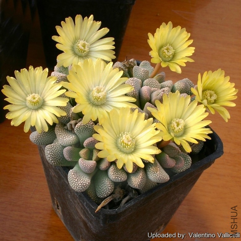 Titanopsis_primosii_10383_l.jpg