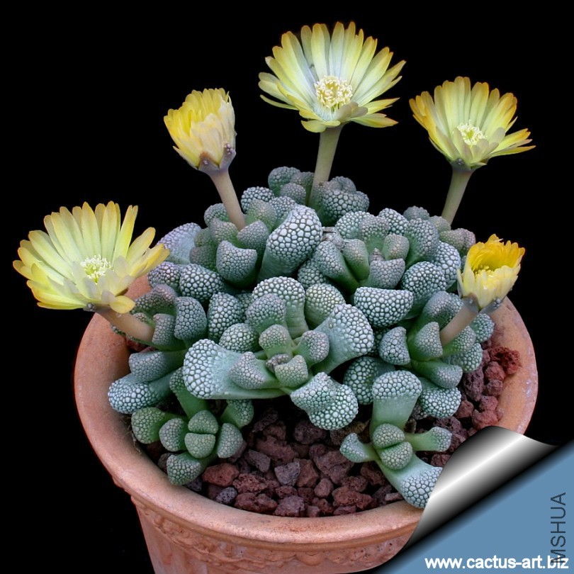 Titanopsis_primosii_pot_810.jpg
