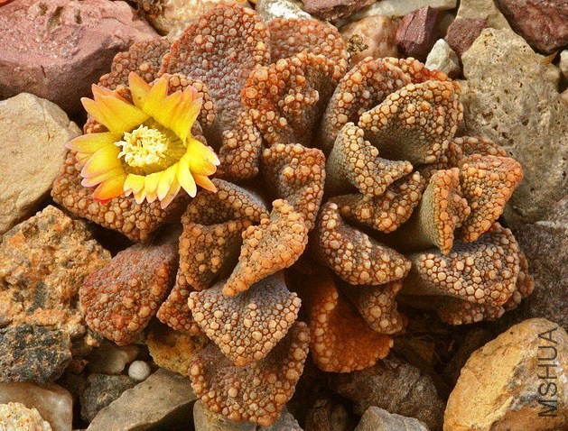 titanopsis-calcarea.jpg