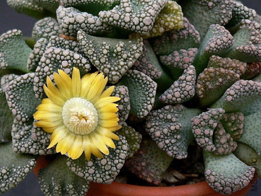 Titanopsis-calcarea2.jpg