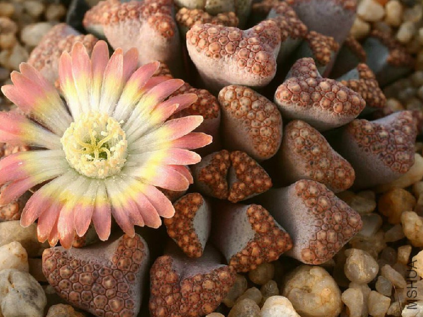 Titanopsis-hugo-schlechteri-Flower.jpg