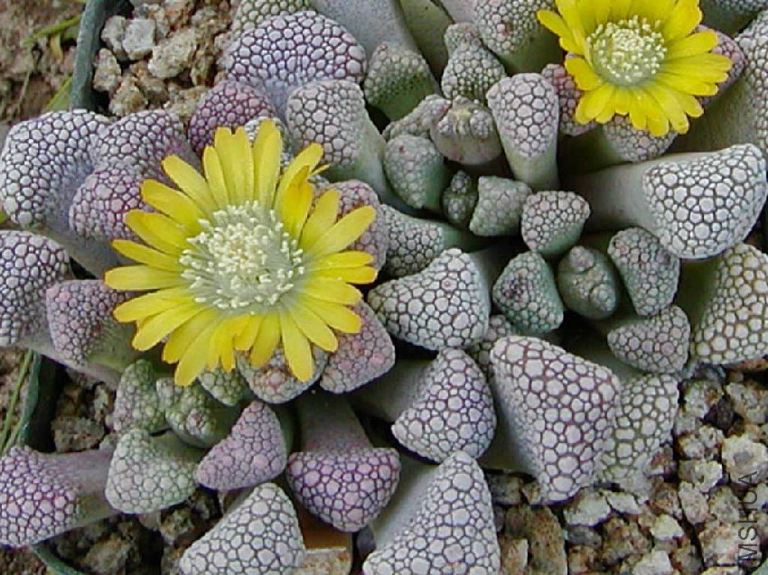 Titanopsis-schwantesii3.jpg