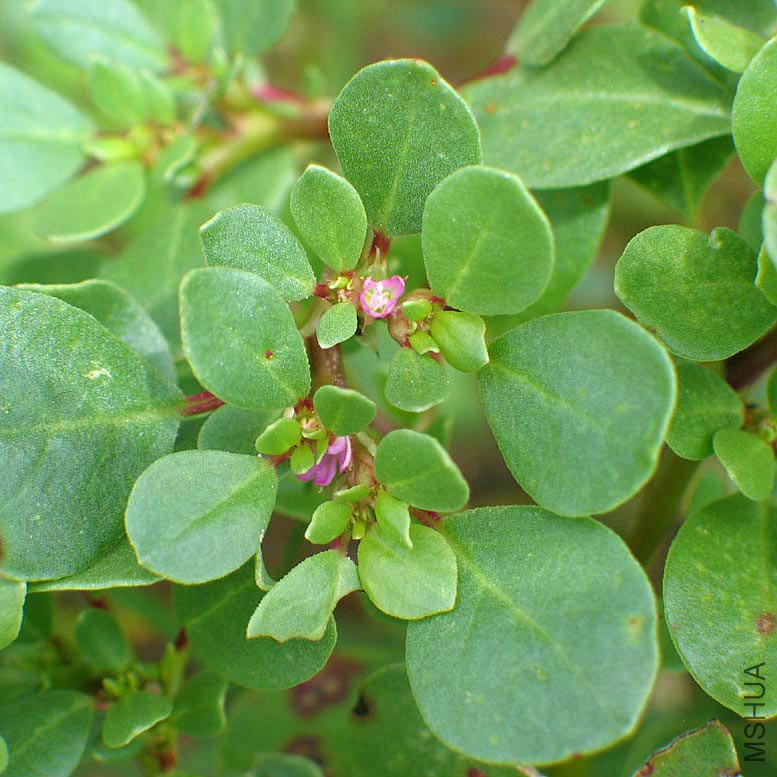 Aiz_Trianthema_portulacas.jpg