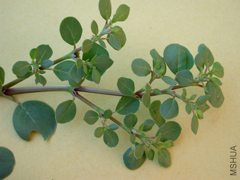 Trianthema_portulacastrum_az.jpg