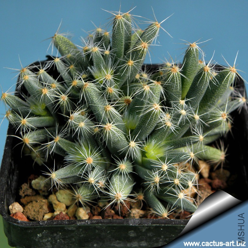 Trichodiadema_densum_02_810.jpg