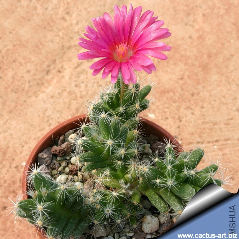 Trichodiadema_densum_flower_810.jpg