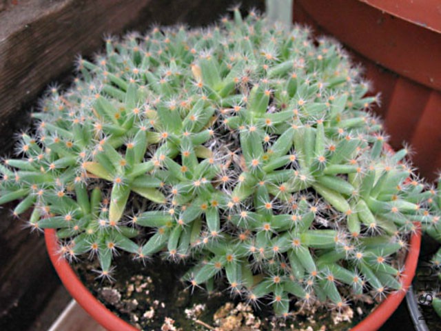 Trichodiadema-densum.jpg