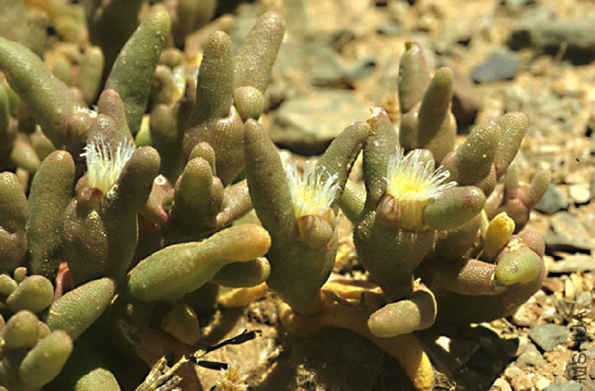 Opophytum teurkhaufii Tekna Aoreoa A_Dobignard.jpg