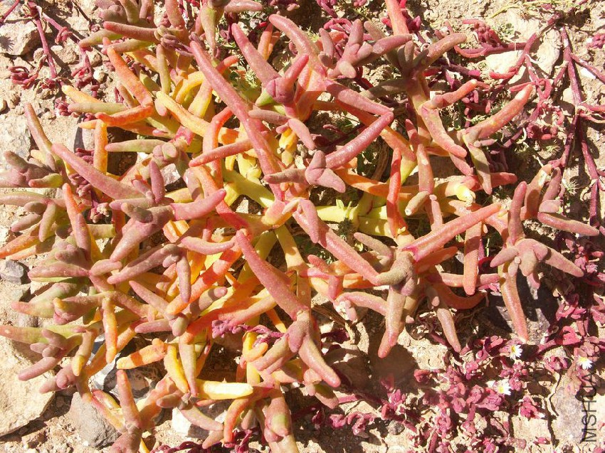 Opophytum theurkauffii Tekna litt_ Plage Blanche NE Aoreora AD.jpg