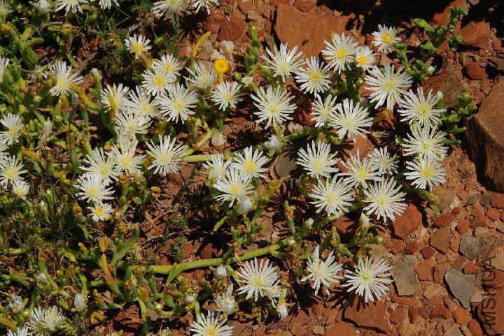 Aizoaceae - Caulipsolon rapaceum.jpg