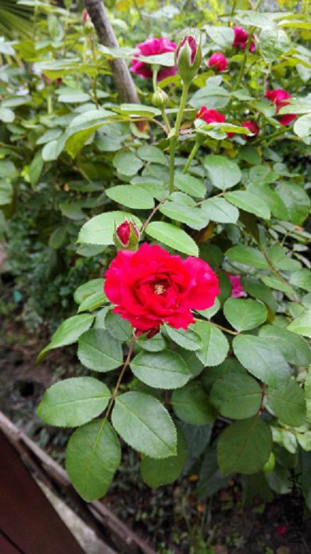 IMG_20161012_094326.jpg