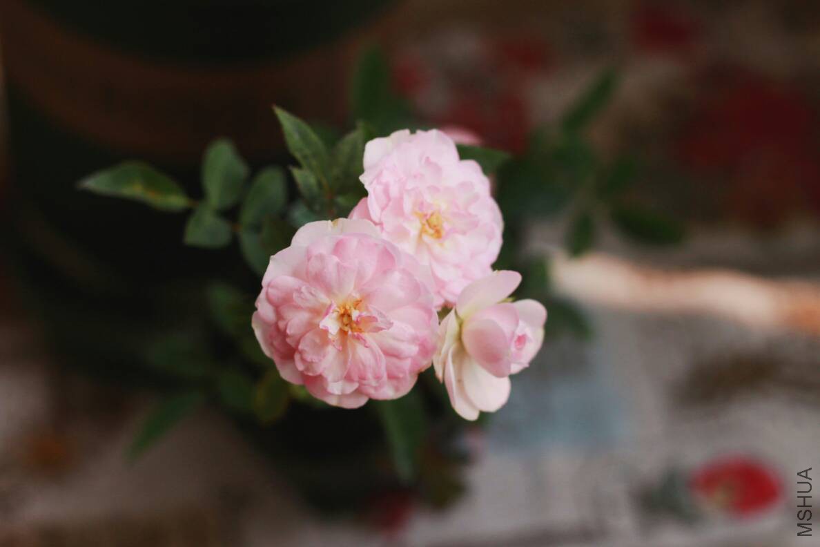 125503iqef6747ye7887sd.jpg