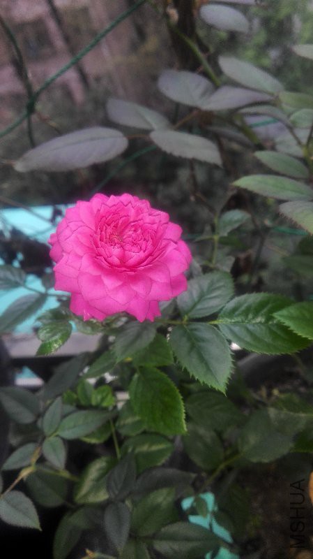 IMG_20161014_075757.jpg