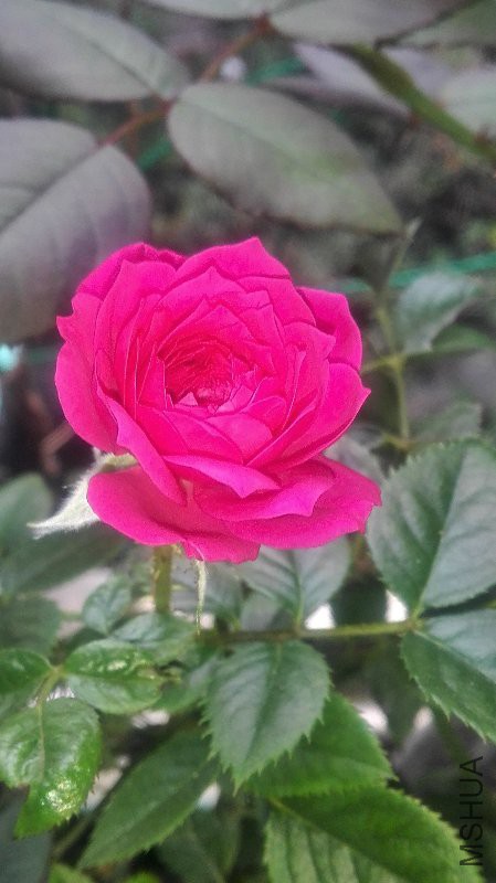 IMG_20161013_080426.jpg