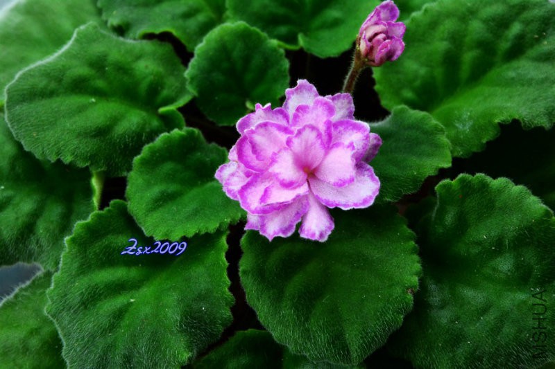 DSC_1621.JPG