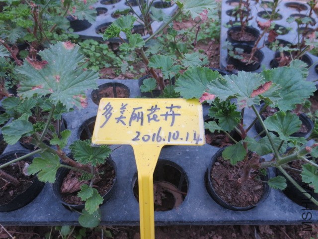 �ʼҾ�ϲ
