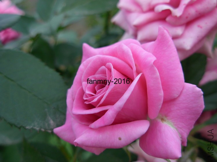 DSCN0040.JPG