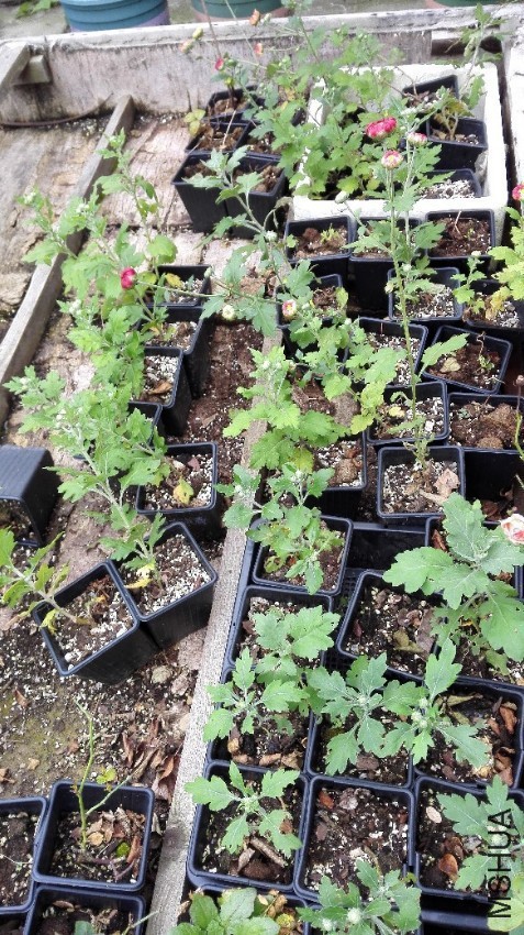111.jpg