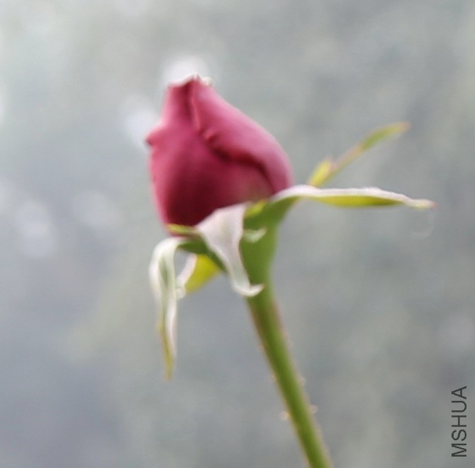 66.jpg