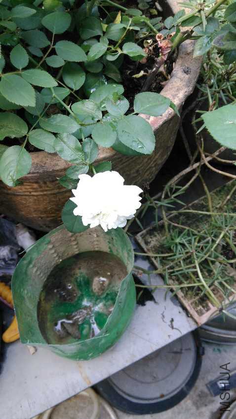 IMG20161015114709.jpg
