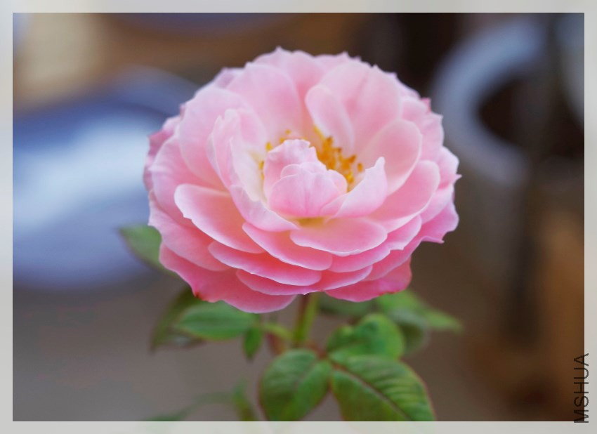 _IGP6640.JPG
