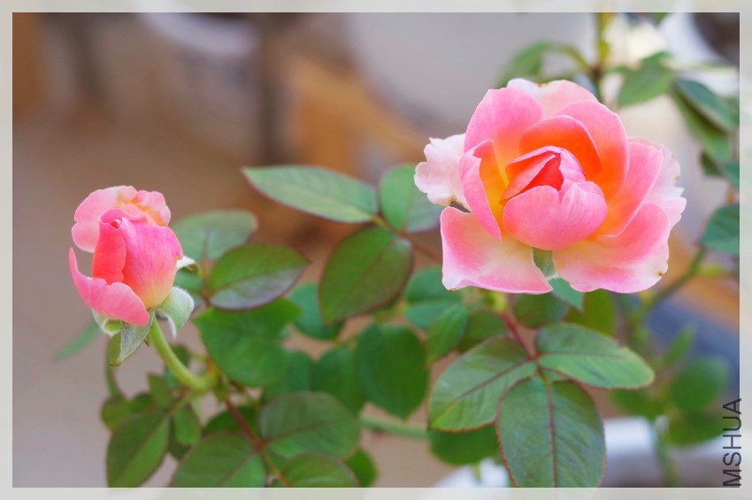 _IGP6639.JPG