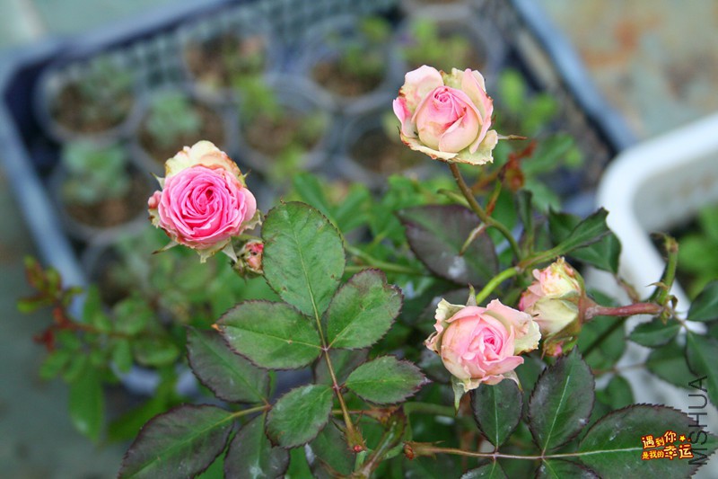 ��Ƭ 043_����.jpg