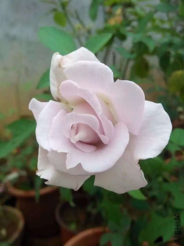 2345_image_file_copy_2.jpg