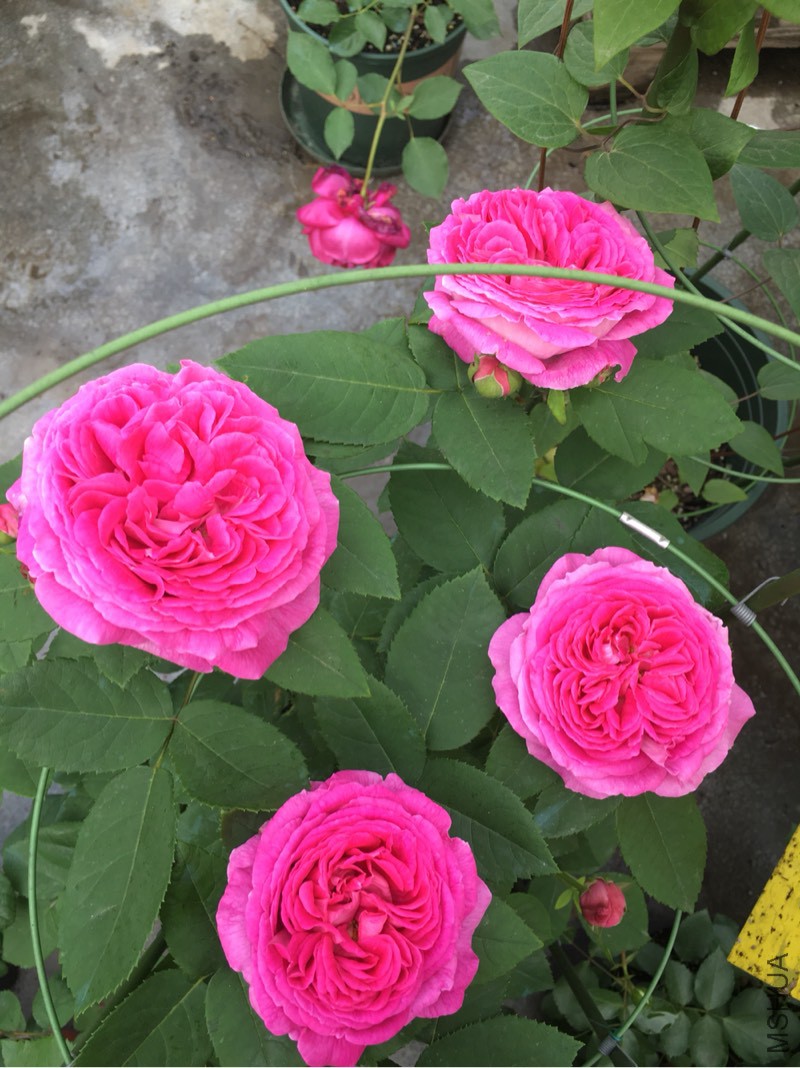 103509cmeikqqw63iqejrd.jpg