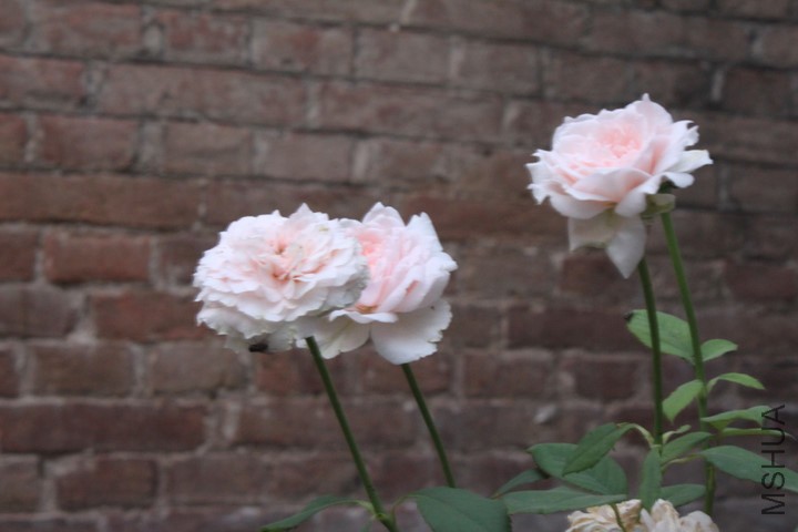 p_large_zVKW_57eb000298715c72.jpg
