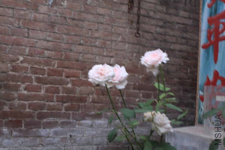 p_large_W5mn_66b4000290445c43.jpg