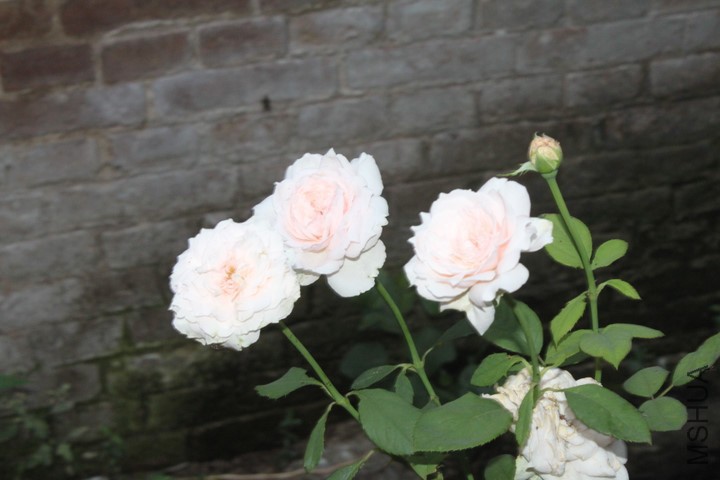 p_large_hlay_5a06000296f05c41.jpg