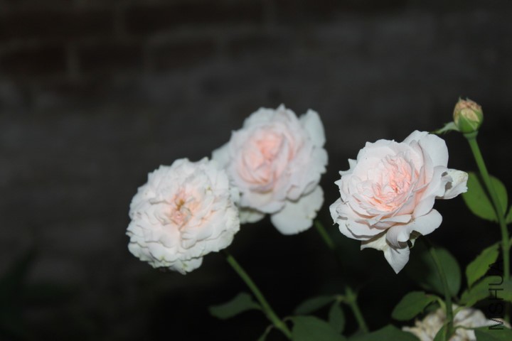 p_large_Wi0d_510b0002917e5c73.jpg