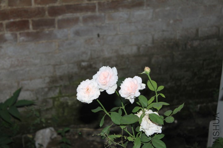 p_large_Fw4J_381e00046ce05c74.jpg