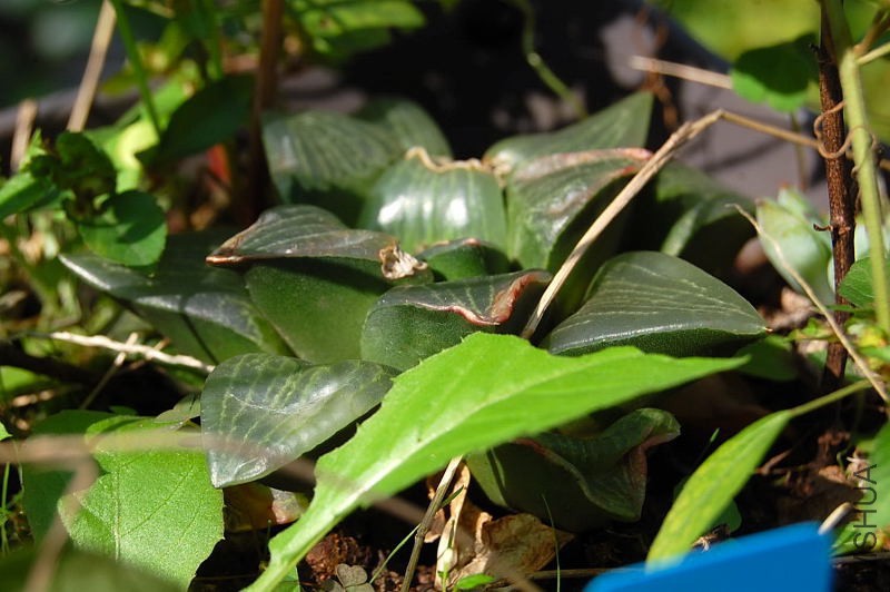 DSC_92340105.JPG