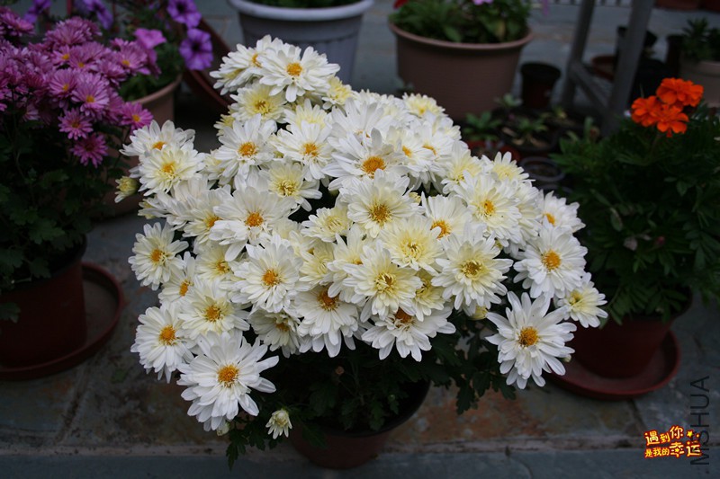 ��Ƭ 003_����.jpg