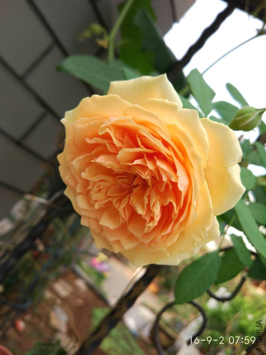 205439p292lxltm22sm686.jpg
