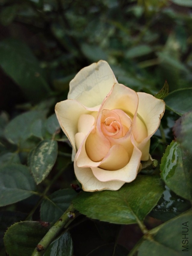197682266105.jpg
